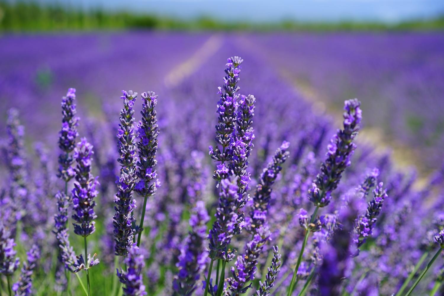 LA PROVENCE